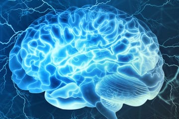 Les sportifs ont-ils un cerveau plus développé ?